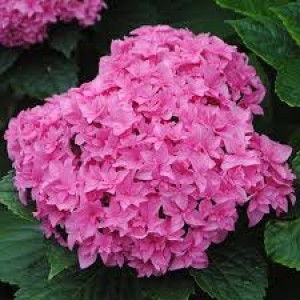 Гортензия Hydrangea Double Pink