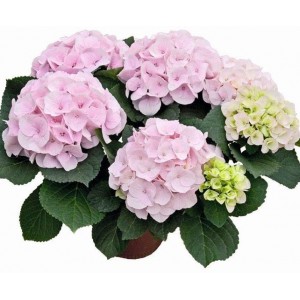 Гортензия Hydrangea Saxon Kronentor