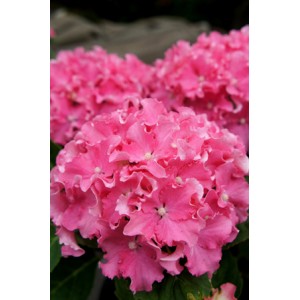 Гортензия Hydrangea Curly Sparkle Red