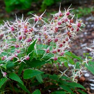 Эпимедиум Epimedium Domino