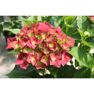 Гортензия крупнолистная Hydrangea macrophylla Green Shadow