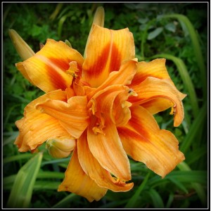 Apricot Beauty Apricot Beauty