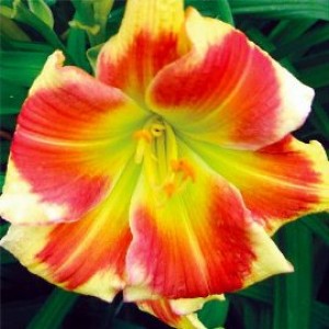 Tropical Passion