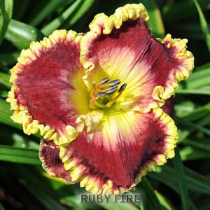 Ruby Fire