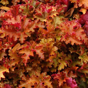 Гейхера Heuchera Zipper
