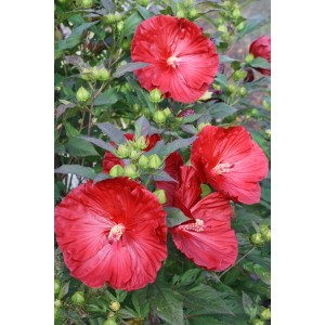 Гибискус Hibiscus Cranberry Crush