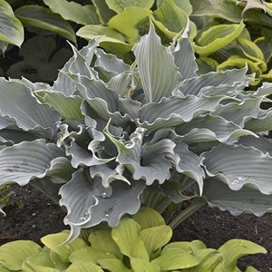 Hosta Waterslide