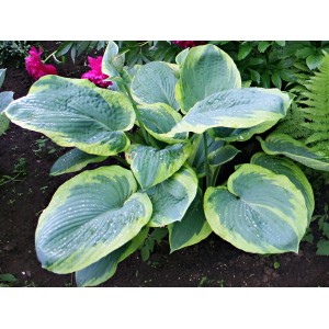 Хоста Hosta Frances Williams