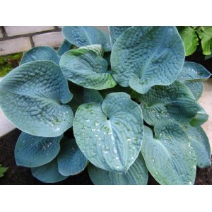 Хоста Hosta Big Daddy