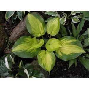 Хоста Hosta Lakeside Banana Bay