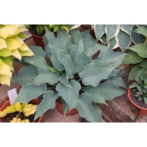 Хоста Hosta Flemish Sky
