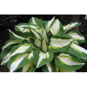 Хоста Hosta Enterprise