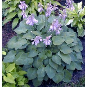Хоста Hosta Blue Cadet