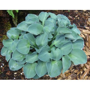 Хоста Hosta Blue Mouse Ears
