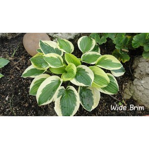 Хоста Hosta Wide Brim