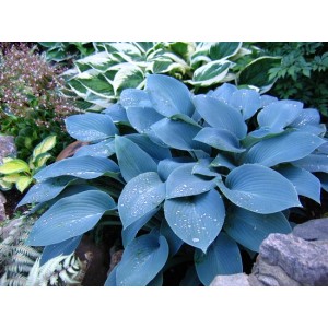 Хоста Hosta Halcyon