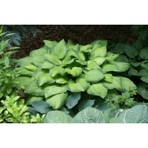 Хоста Hosta Guacamole