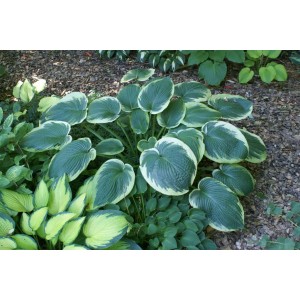 Хоста Hosta Northern Exposure