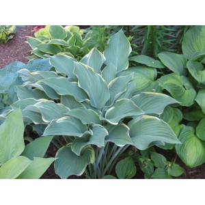 Хоста Hosta Regal Splendor