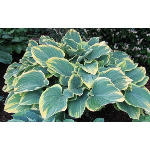 Хоста Hosta Sogae