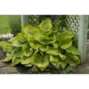 Хоста Hosta Sun and Substance 