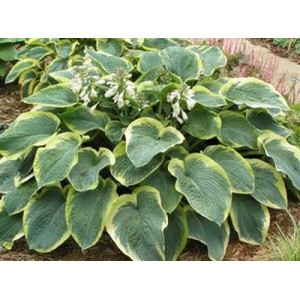 Хоста Hosta American Halo