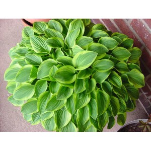 Хоста Hosta Golden Tiara