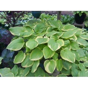 Хоста Hosta Fragrant Bouquett