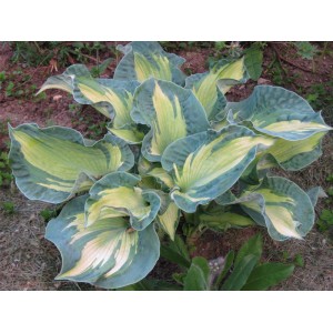 Хоста Hosta Golden Meadows