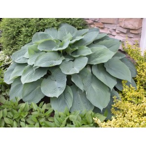 Хоста Hosta Blue Angel