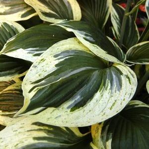 Хоста Hosta Independence