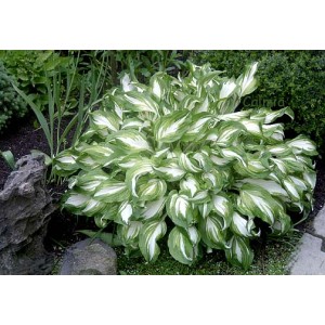 Хоста Hosta Mediovariegata