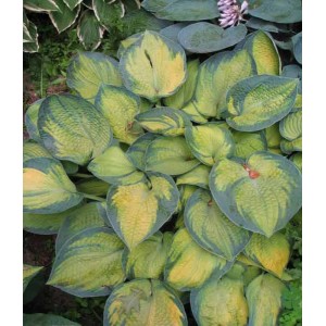Хоста Hosta Bright Lights