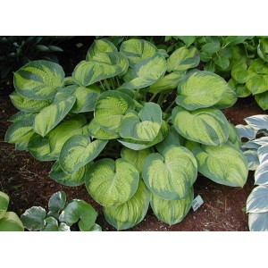 Хоста Hosta Dick Ward