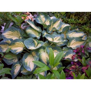 Хоста Hosta Great Expectations