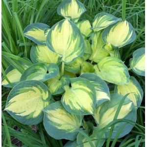 Хоста Hosta Beach Boy