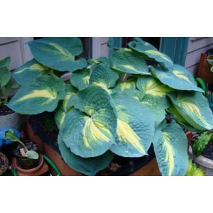 Хоста Hosta Dream Weaver