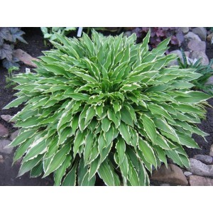 Хоста Hosta Stiletto