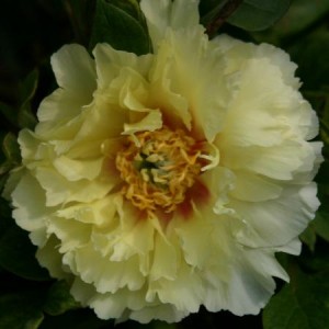 Paeonia Itoh Yellow heaven