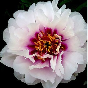 Paeonia Itoh Cora louise
