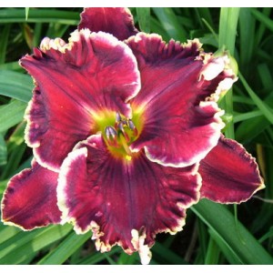 Calypso Berry