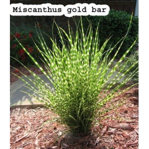 Мискантус Miscanthus 'Gold Bar'
