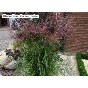 Мiскантус Miscanthus 'Ferner Osten'
