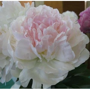 Пион Marilla Beauty