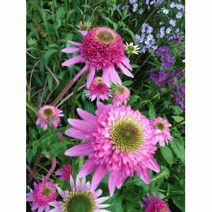 Эхинацея Echinacea Catharina