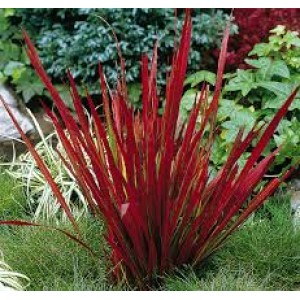 Императа Imperata cylindrica Red Baron Императа Imperata cylindrica Red Baron