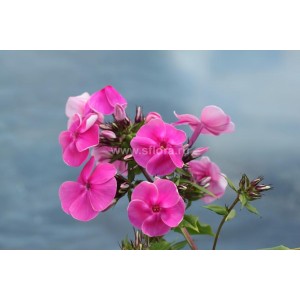 Флокс метельчатый Ягодка   Phlox paniculata ‘Yagodka’