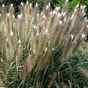 Pennisetum Autumn Magic Пеннисетум