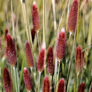 Пеннисетум Красный Зайчик  Red Bunny Tails