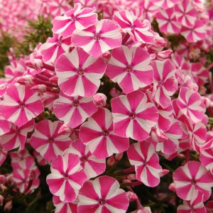 Флокс Phlox Peppermint Twist